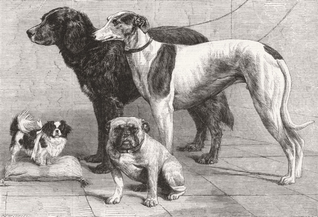 IRELAND. Prize dogs, Dublin dog show 1864 old antique vintage print picture